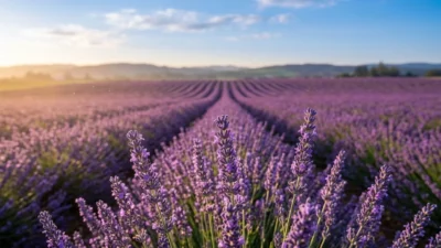lavender symbolism