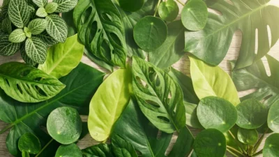 green symbolism