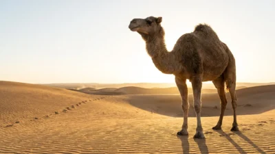 camel symbolism