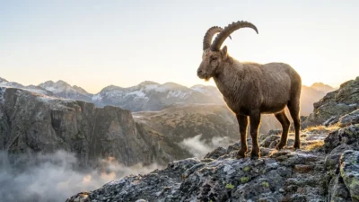 goat symbolism